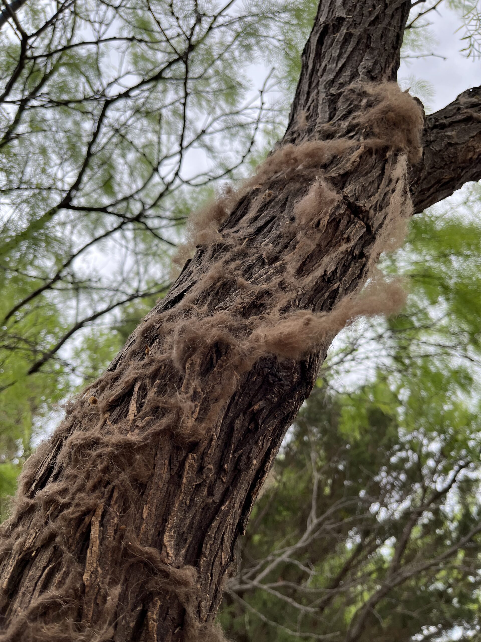 Bison wool, buffalo wool