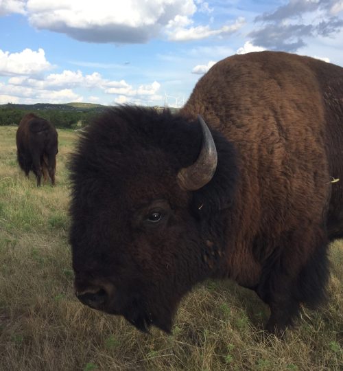 mature, bison, buffalo, bull